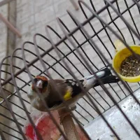 سهره بروجرد