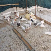 سلام فروش کبوتر طوق