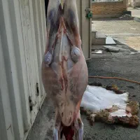 قصاب و سلاخ ذبح گوساله و گوسفند|خدمات پذیرایی، مراسم|اسلامشهر, شهرک مهدیه|دیوار