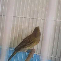 قناری نر زیتونی