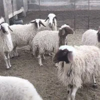 بره کله بور سنجابی|حیوانات مزرعه|سرایان, |دیوار