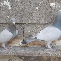 فروش کبوتر سبز ونقره ای بی خط|پرنده|کوهمره, |دیوار