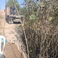 آموزش کاشت وتهیه نهال|خدمات باغبانی و درختکاری|تبریز, |دیوار