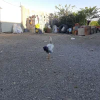 خروس لاری و غاز محلی|حیوانات مزرعه|بیله سوار, |دیوار