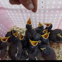 جوجه مرغ مینا