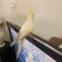 عروس هلندی (خانگی سالم)