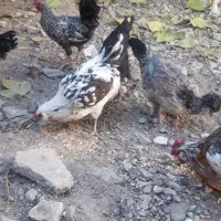 فروش تعدادی مرغ وخروس