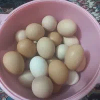 تخم مرغ نطفه دار درجه یگ گل پایگان