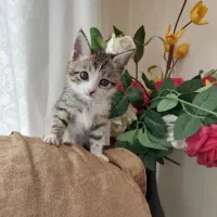 واگذاری بچه گربه دو ماهه