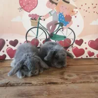 لوپ|موش و خرگوش|کرج, کوی امامیه|دیوار