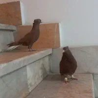 کبوتر دمسفیدسرخدم  سفید