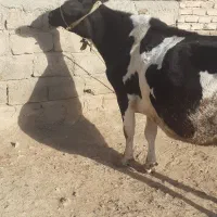 گاوشش ماه ابستن الان شانزه کیلوشیر