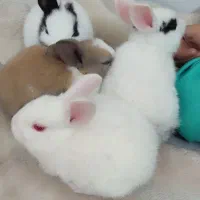 خرگوش کوچیک و بازیگوش وسالم