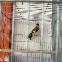 سهره سرسیاه گل بلند کرواتی|پرنده|قیروکارزین, |دیوار