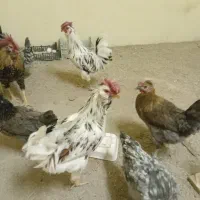فروش خروس محلی نژاد دار