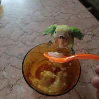 طوطی برزیلی سرلاکی