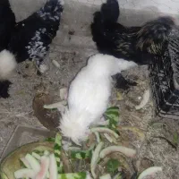 فروش ۲ عدد خروس