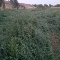 یونجه چین۲