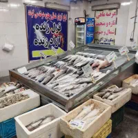 یخچال ماهی و مرغ خوابیده استیل با موتور|یخچال و فریزر|تهران, اکباتان|دیوار