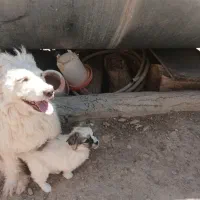 پاپی