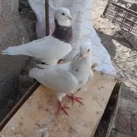 کبوتر‌کلفه|پرنده|اردبیل, |دیوار