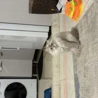 اسکاتیش نر|گربه|قم, زنبیل آباد|دیوار