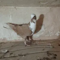 ساری عرب|پرنده|مراغه, |دیوار