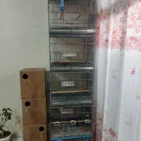 قفس ۵ خان غلامی