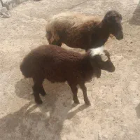 گوسفند وبره نر