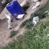 ماکو