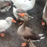 تعدادی غاز نر بفروش میرسد |حیوانات مزرعه|رشت, حومه رشت|دیوار