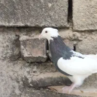 تعدادی طوق سیاه و سرکه ای|پرنده|کوهبنان, |دیوار