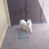 واگذاری سگ ساموئیت