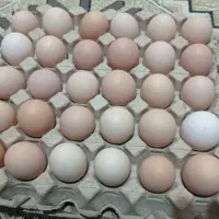 تخم مرغ محلی ارگانیک تازه
