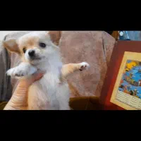 chihuahua شیواوا چیواوا جیبی فنجونی شیهواهوا شی و|سگ|لواسان, |دیوار