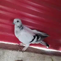 ماده شامی درجه یک قاب
