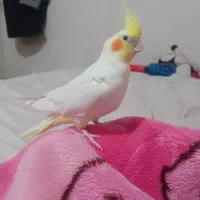 عروس هلندی|پرنده|تربتحیدریه, بالا ولایت|دیوار