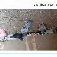 کبوتر پرشی المانی پلاکی|پرنده|کاشمر, |دیوار