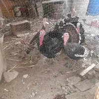 بوقلمون|حیوانات مزرعه|خرمشهر, |دیوار