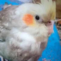 عروس هلندی گمشده