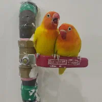طوطی کوتوله برزیلی « فیشر رنگ خاص»|پرنده|قروه, |دیوار