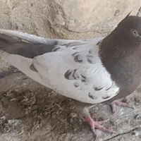 کبوتر سینه ای