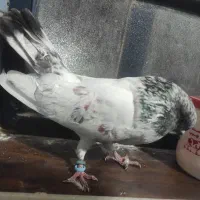 نر شیخ بلند و کشیده|پرنده|بندر امام خمینی, |دیوار