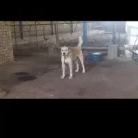 فروش سگ|سگ|گلبهار, شهر جدید گلبهار|دیوار