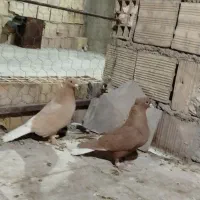 زردم سفید کرمانی کاکلی|پرنده|بیرجند, |دیوار