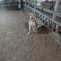 فروش سگ ژرمن وقدر جونی|سگ|اردکان, |دیوار