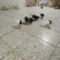 کبوتر|پرنده|سوسنگرد, |دیوار