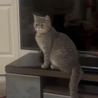 اسکاتیش ماده بالغ