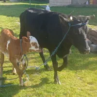 گاو با گوساله سیمینتال