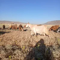 بز داشتی و کشتی|حیوانات مزرعه|کوهدشت, |دیوار